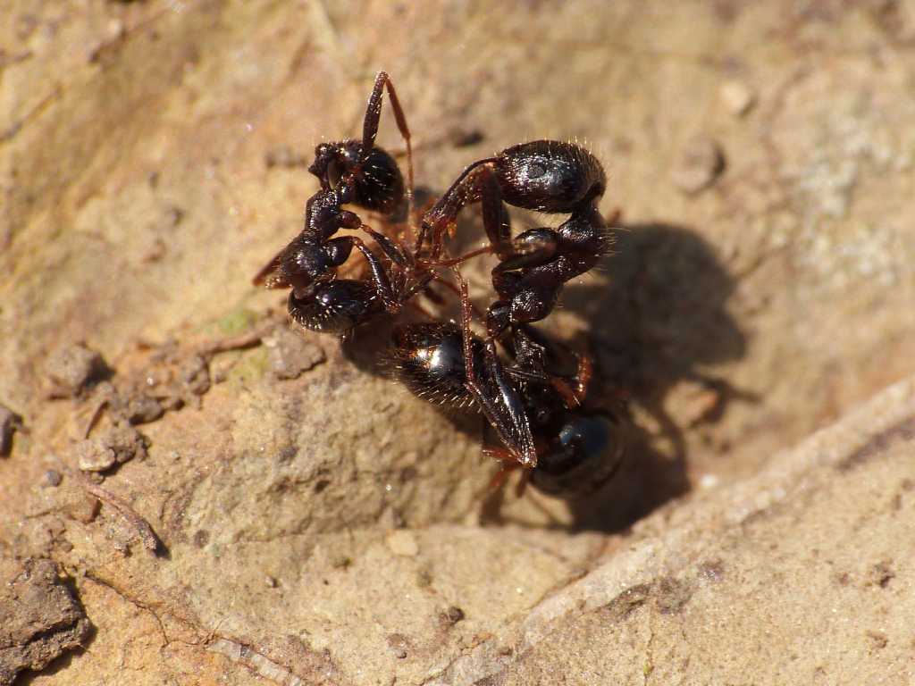 Euryopis episinoides con formiche - Tolfa (RM)